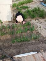 这块葱地算是他妈完了