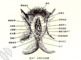 女性生殖性知识！1