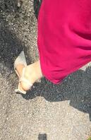 更新，大姨子来我家，摸了扣了用鸡顶了她的屁股，露出鸡巴给她看了…她好像…2