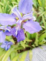 想让儿子满足老婆1