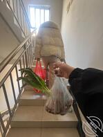 和亲妹妹同居的生活-我和亲妹妹54（视频帖）0