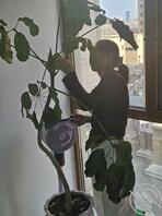 【暗水原创】124.表姐到我单位指导工作，帮我打扫办公室，挑选成人用品1