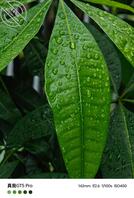 有谁知道萝莉小表妹       欣赏一下我的照片2