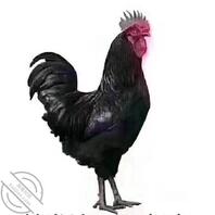 有没有文安县或者文安附近的熟女人妻，缺钞票的找我，有价就行