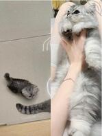 楠楠撸猫的一天~~2