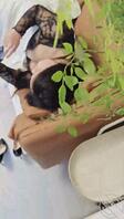 绿母儿献母