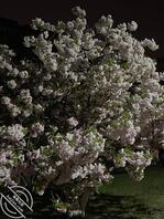 寻找妈妈，姐姐1