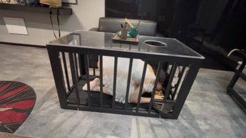 囚禁调教白丝小母狗