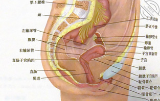 女性生殖性知识！
