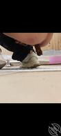 来了来了 近距离高中生肛门拉屎