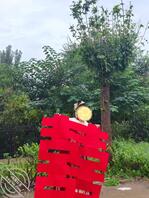 我姐结婚了   现在怀孕已经5个月多了  我该怎么办