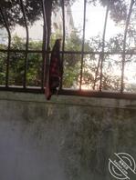 谁的内裤挂在这里没人收走0